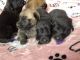 German Shepherd Puppies for sale in Columbia City, IN 46725, USA. price: $700