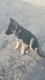 German Shepherd Puppies for sale in Palmdale, CA, USA. price: $800