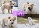 German Shepherd Puppies for sale in Atlanta, GA 30314, USA. price: $850