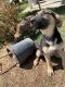 German Shepherd Puppies for sale in Perris, CA, USA. price: $500