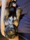 German Shepherd Puppies for sale in Red Springs, NC 28377, USA. price: $600