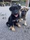 German Shepherd Puppies for sale in Madison, AL 35757, USA. price: $250