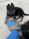 German Shepherd Puppies for sale in Battle Ground, WA 98604, USA. price: NA