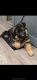 German Shepherd Puppies for sale in St Paris, OH 43072, USA. price: $700
