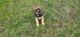 German Shepherd Puppies for sale in Altona, NY 12910, USA. price: $800