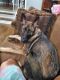 German Shepherd Puppies for sale in Bessemer, AL, USA. price: $500