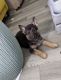 German Shepherd Puppies for sale in Fountain, CO 80817, USA. price: $850