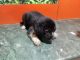 German Shepherd Puppies for sale in Thane East, Thane, Maharashtra 400603, India. price: 15000 INR