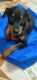 German Shepherd Puppies for sale in Singaperumal Koil, Tamil Nadu 603209, India. price: 500 INR