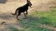 German Shepherd Puppies for sale in Douglas, GA 31533, USA. price: NA