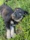 German Shepherd Puppies for sale in Puyallup, WA 98373, USA. price: $1,000