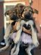 German Shepherd Puppies for sale in Roanoke, TX 76262, USA. price: $500