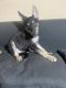German Shepherd Puppies for sale in Palmdale, CA 93552, USA. price: $300