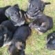German Shepherd Puppies for sale in Wortham, TX 76693, USA. price: NA