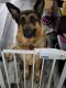 German Shepherd Puppies for sale in Virginia Beach, VA 23464, USA. price: $800
