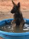 German Shepherd Puppies for sale in Collins, MS 39428, USA. price: $600