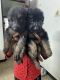 German Shepherd Puppies for sale in Jamalia, Chennai, Tamil Nadu 600012, India. price: 18000 INR