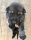 German Shepherd Puppies for sale in Gretna, VA 24557, USA. price: $1,500