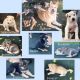 German Shepherd Puppies for sale in Cincinnati, OH, USA. price: $500