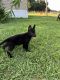 German Shepherd Puppies for sale in 3215 E 32nd Ave, Tampa, FL 33610, USA. price: $1,000