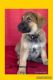 German Shepherd Puppies for sale in Merced, CA, USA. price: $2,200