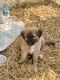 German Shepherd Puppies for sale in Rogersville, TN 37857, USA. price: NA