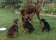 German Shepherd Puppies for sale in California City, CA, USA. price: $1,000