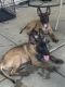 German Shepherd Puppies for sale in Sun City, AZ 85379, USA. price: $500