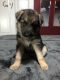German Shepherd Puppies for sale in Senecaville, OH 43780, USA. price: NA