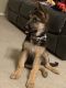 German Shepherd Puppies for sale in Gilbert, AZ, USA. price: $600