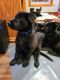 German Shepherd Puppies for sale in Plainville, CT 06062, USA. price: NA