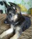German Shepherd Puppies for sale in Umari Kalan, Uttar Pradesh 247451, India. price: 2000 INR