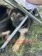 German Shepherd Puppies for sale in Owatonna, MN, USA. price: NA