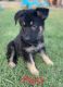 German Shepherd Puppies for sale in Mineola, TX 75773, USA. price: NA