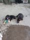 German Shepherd Puppies for sale in Wayne, MI 48184, USA. price: NA
