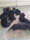 German Shepherd Puppies for sale in Valdosta, GA, USA. price: NA