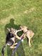 German Shepherd Puppies for sale in West Bloomfield Township, MI, USA. price: $650