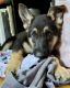 German Shepherd Puppies for sale in Holderness, NH, USA. price: $1,500