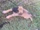 German Shepherd Puppies for sale in Tampa, FL, USA. price: $1,200