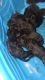 German Shepherd Puppies for sale in Upper Teges-Cradlebow Rd, Kentucky 40962, USA. price: NA