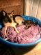 German Shepherd Puppies for sale in Springfield, MO, USA. price: $800