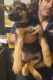 German Shepherd Puppies for sale in Federal Way, WA, USA. price: NA