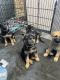 German Shepherd Puppies for sale in Monticello, WI 53570, USA. price: NA