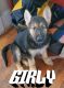 German Shepherd Puppies for sale in Stockton, CA, USA. price: $1,000