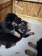 German Shepherd Puppies for sale in Bowling Green, KY, USA. price: $60,000