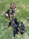 German Shepherd Puppies for sale in CHRISTIANSBRG, VA 24073, USA. price: $1,200