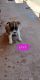 German Shepherd Puppies for sale in Springtown, TX 76082, USA. price: NA