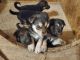 German Shepherd Puppies for sale in Hixson, Chattanooga, TN, USA. price: $1,000