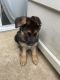 German Shepherd Puppies for sale in High Point, NC, USA. price: $500