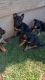 German Shepherd Puppies for sale in Avondale, AZ, USA. price: NA